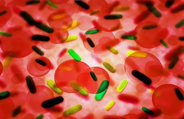 bacteria in blood