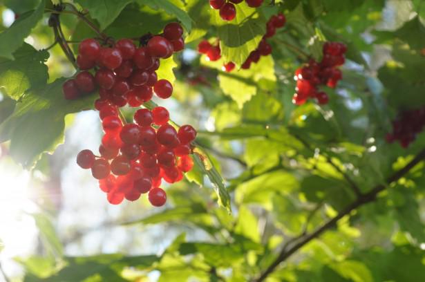 Antioxidants and Anti-inflammatory Properties of Cranberries