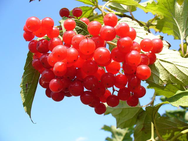 cranberry health benefits