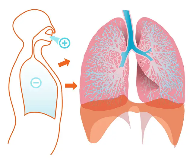 How To Keep The Triggers Of Asthma At Bay