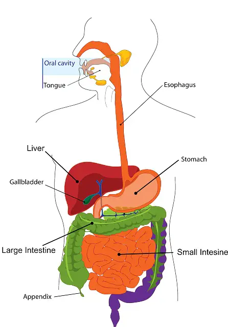 Natural Ways To Improve Liver, Kidney And Cardiovascular Health