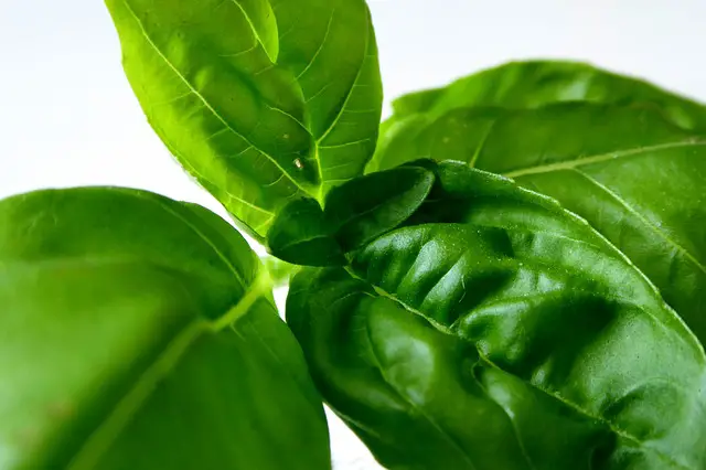 basil health benefits