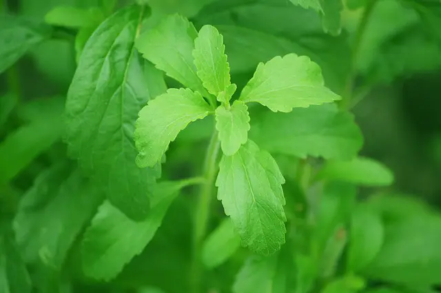 Stevia leaves Weight Management