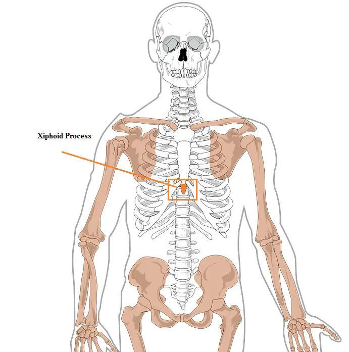 Xiphoid Process