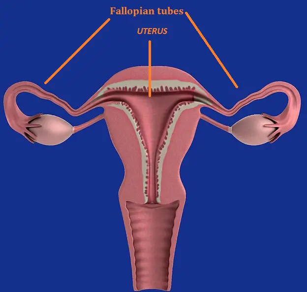 Fallopian tubes