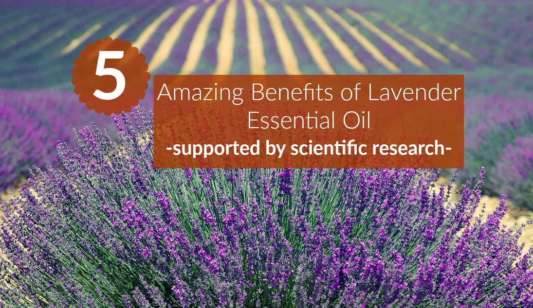 Benefits of Lavender Essential Oil