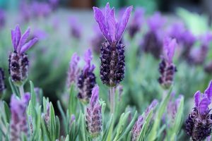 Reduced Anxiety lavender oil