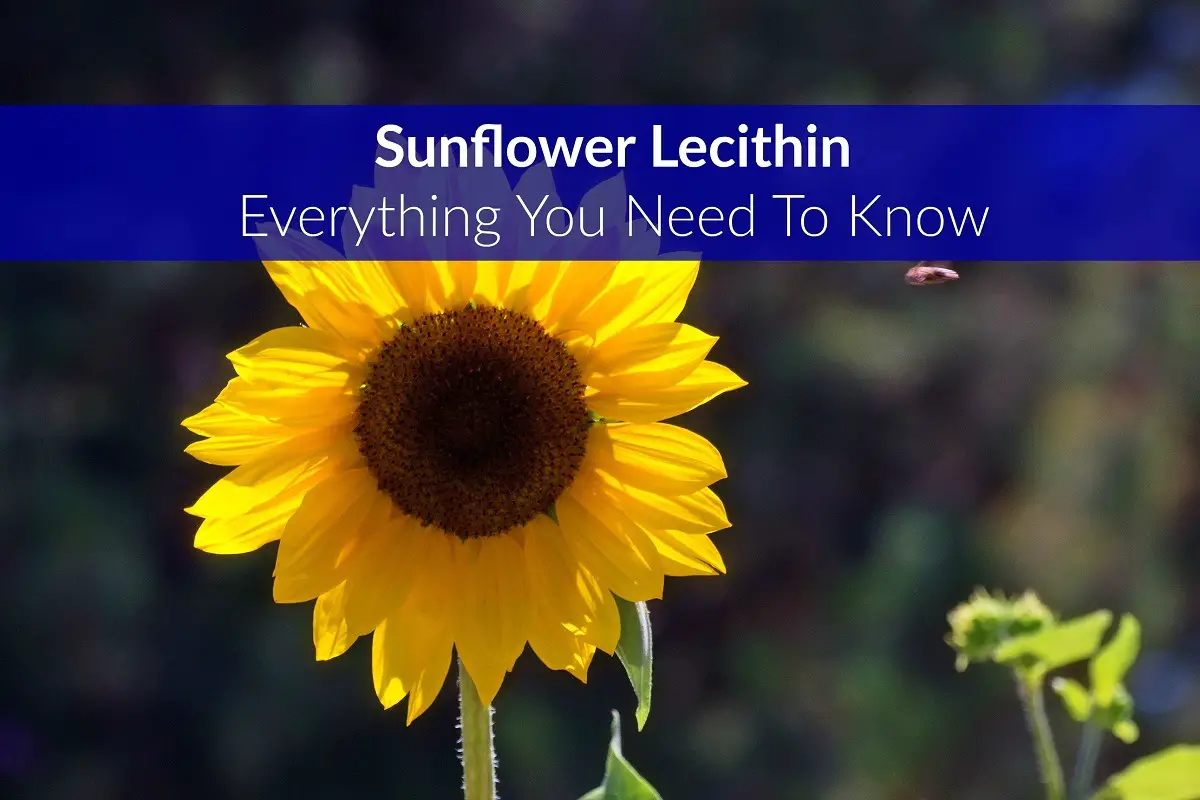 Sunflower Lecithin