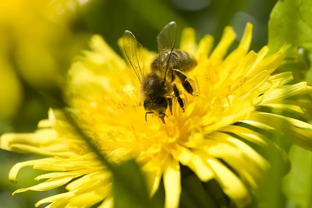 bee on Flower
