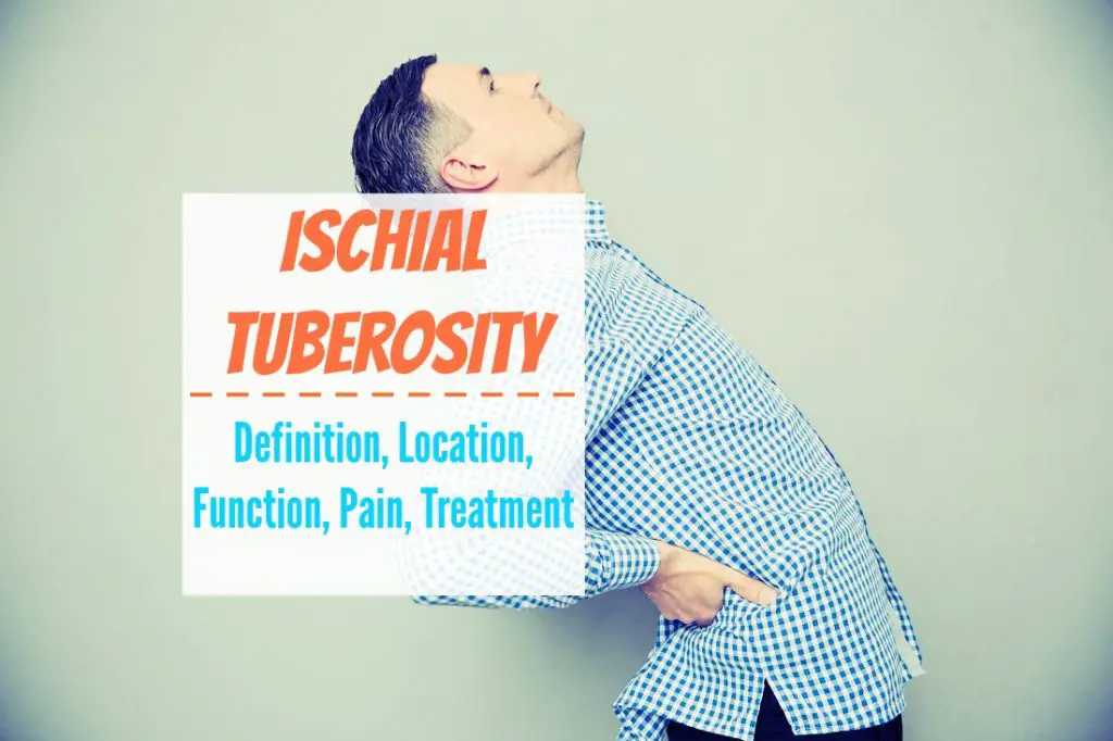 Ischial Tuberosity Definition, Location, Function, Pain, Treatment The Healthy Apron