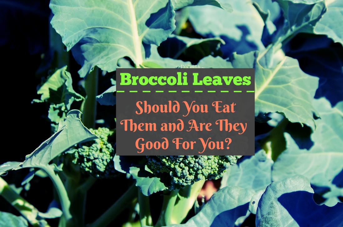 Broccoli Leaves