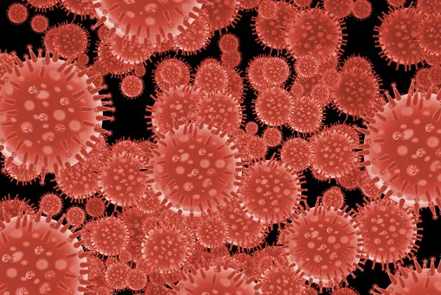 Virus Structure