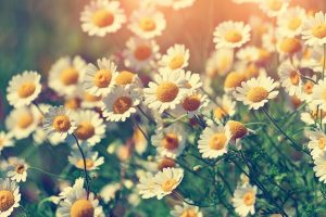 Does Chamomile Tea Have Caffeine? - The Healthy Apron