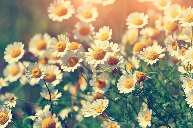 wild chamomile flowers