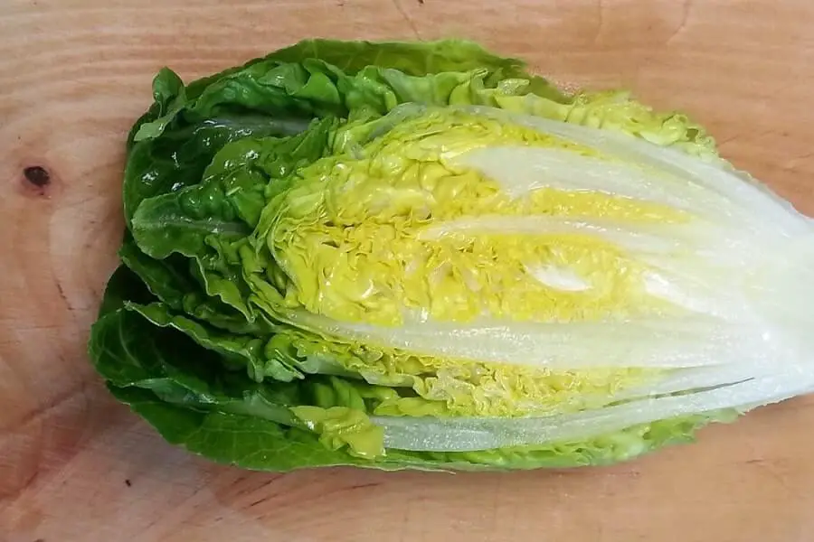does lettuce needs to be refrigerated