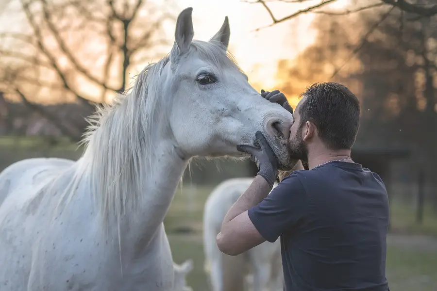 horse therapy