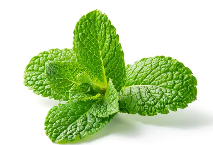 mint herb